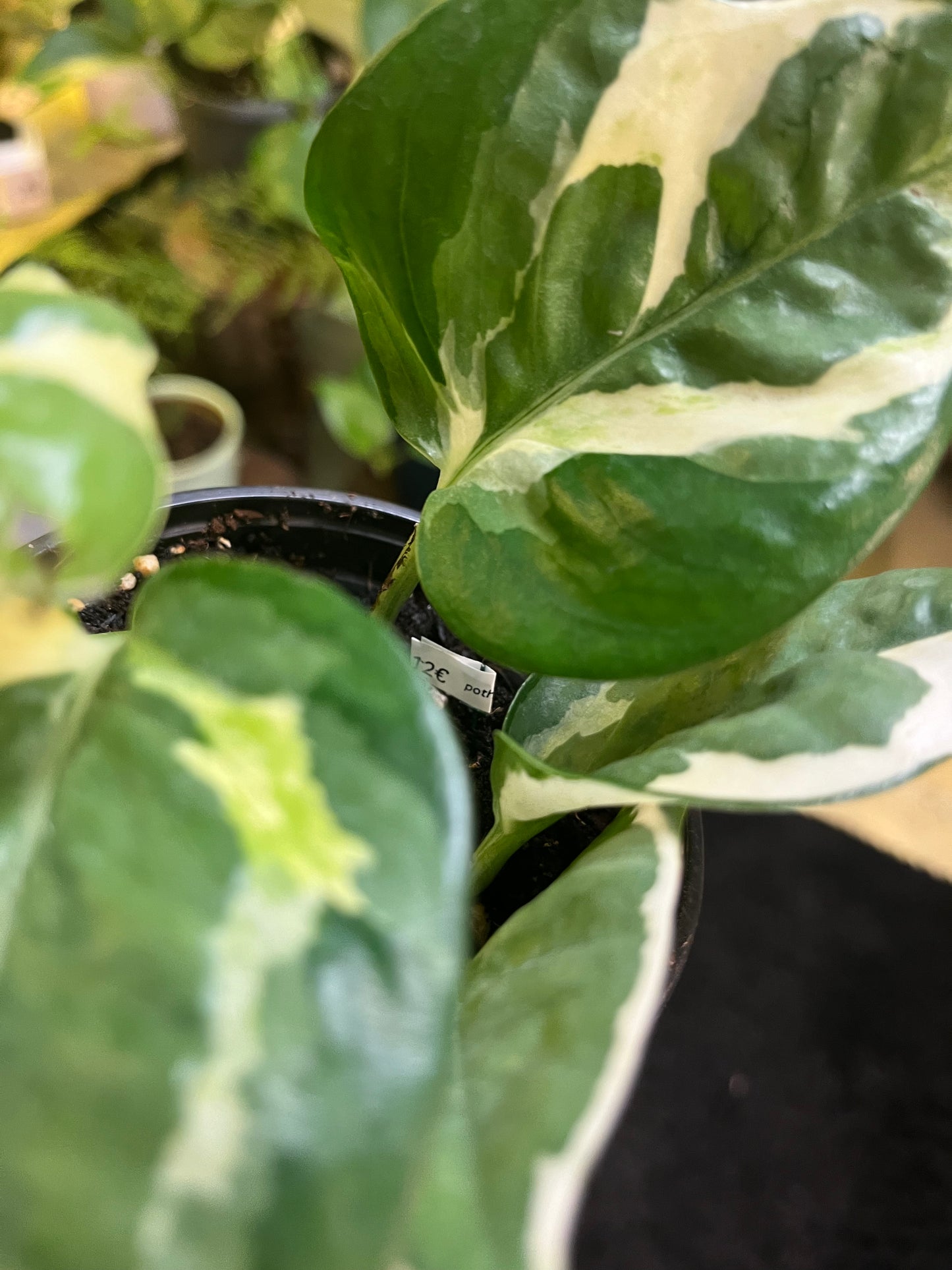 Pothos N'Joy