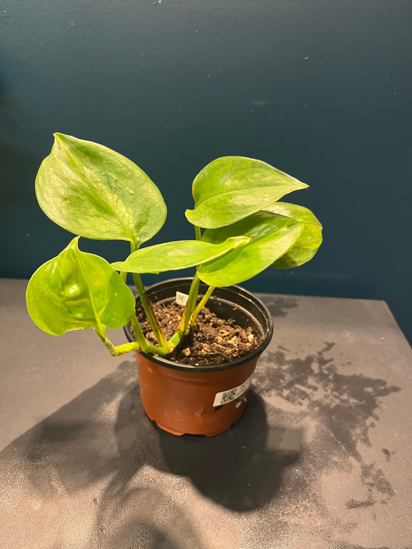 Pothos Global Green