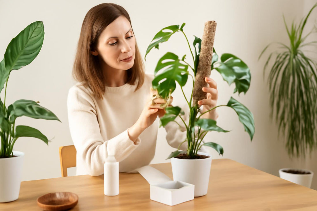 Kit anti-thrips en hiver : est-ce la solution efficace pour protéger vos plantes ?