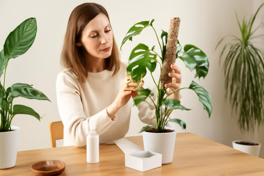 Kit anti-thrips en hiver : est-ce la solution efficace pour protéger vos plantes ?