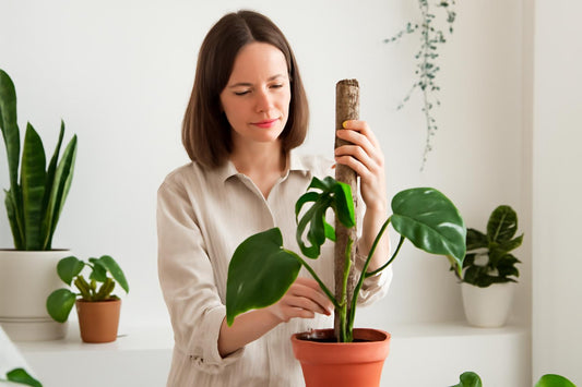 Tuteur en sphaigne : le guide complet pour accompagner vos petites plantes