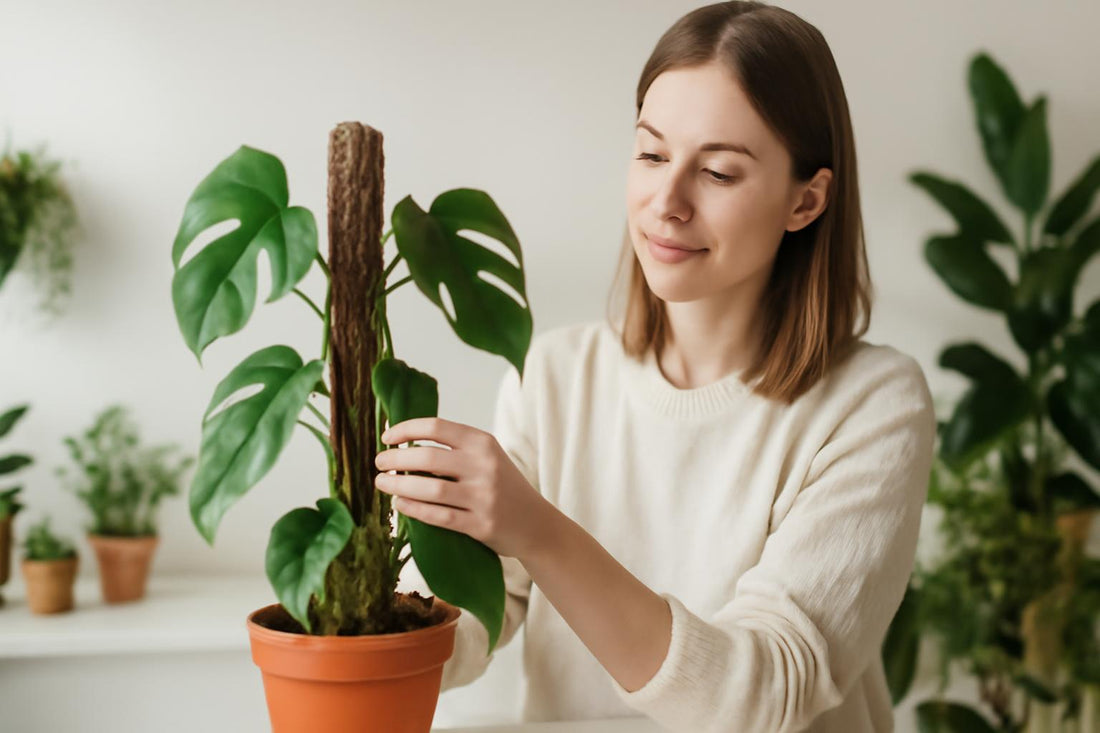 Tuteur en sphaigne : Guide complet pour optimiser votre culture en terrarium