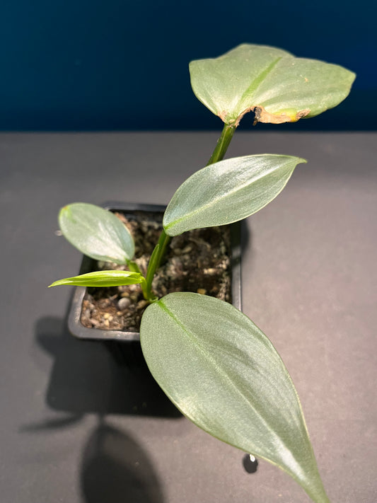 Philodendron Silver dust