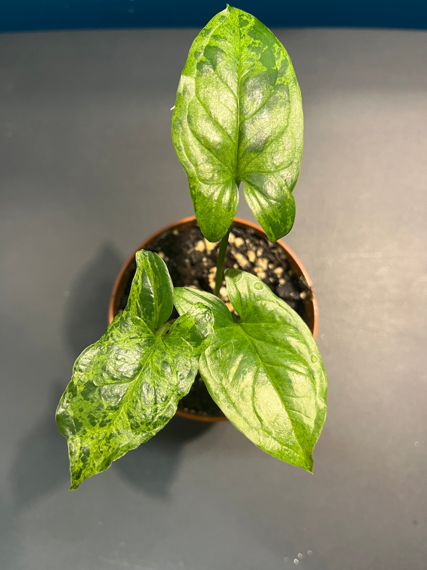 Syngonium Mojito