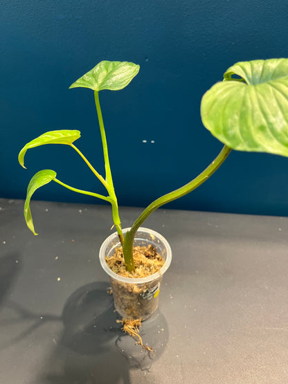Philodendron Mamei