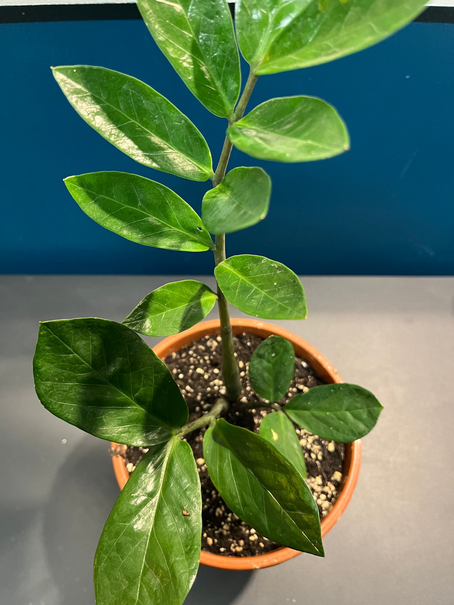 Zamioculcas Zamiifolia