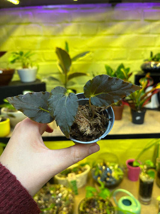 Bégonia Linda Dawn