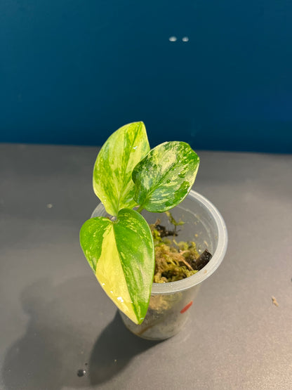 Philodendron monstera cobra variegata