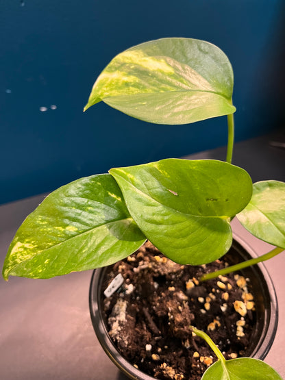 Pothos Aureus
