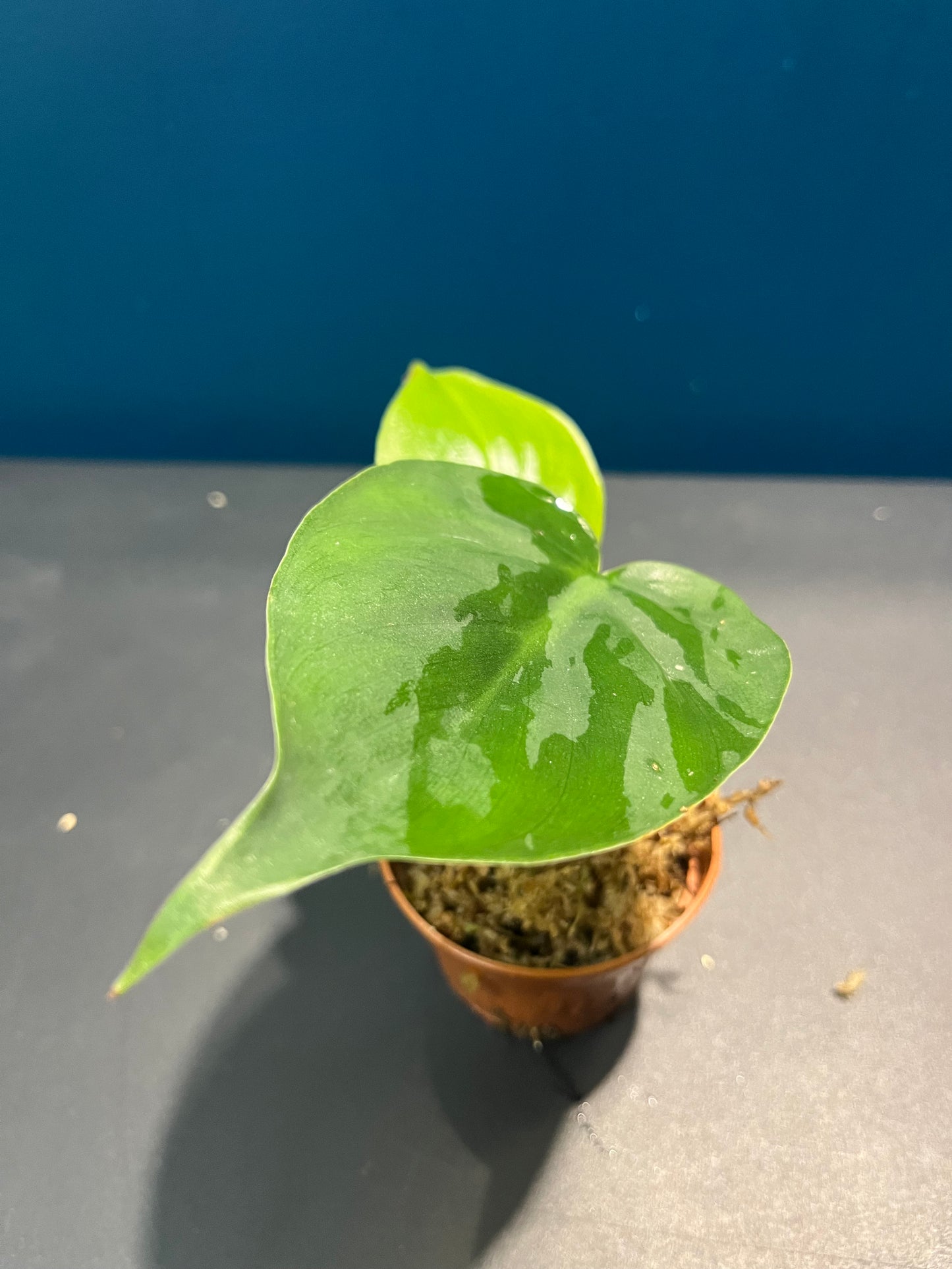 Philodendron Scandens