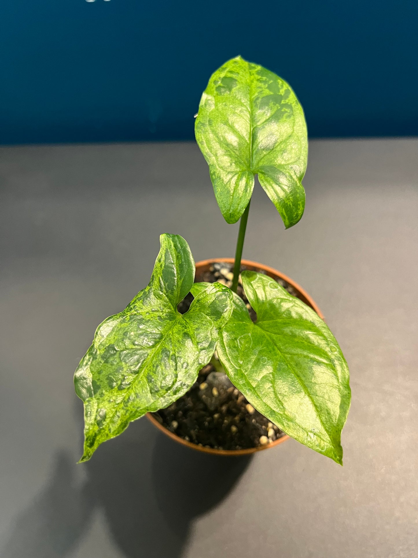 Syngonium Mojito