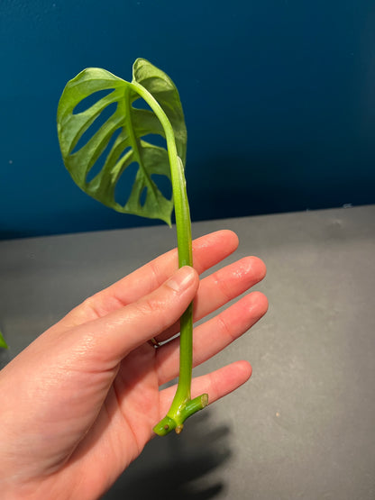 Monstera adansonii