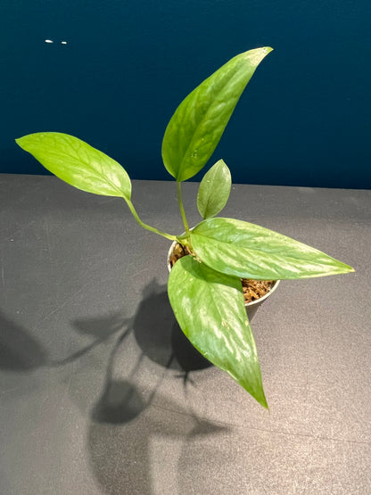 Pothos Cebu Blue