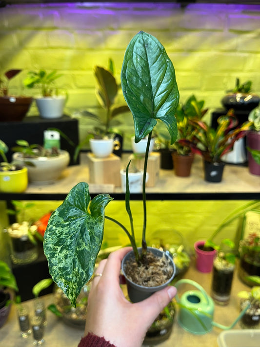 Syngonium Mojito