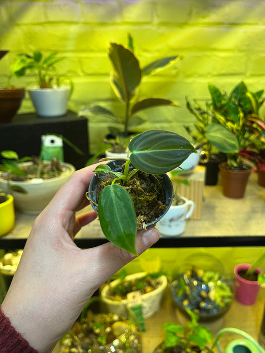Philodendron micans
