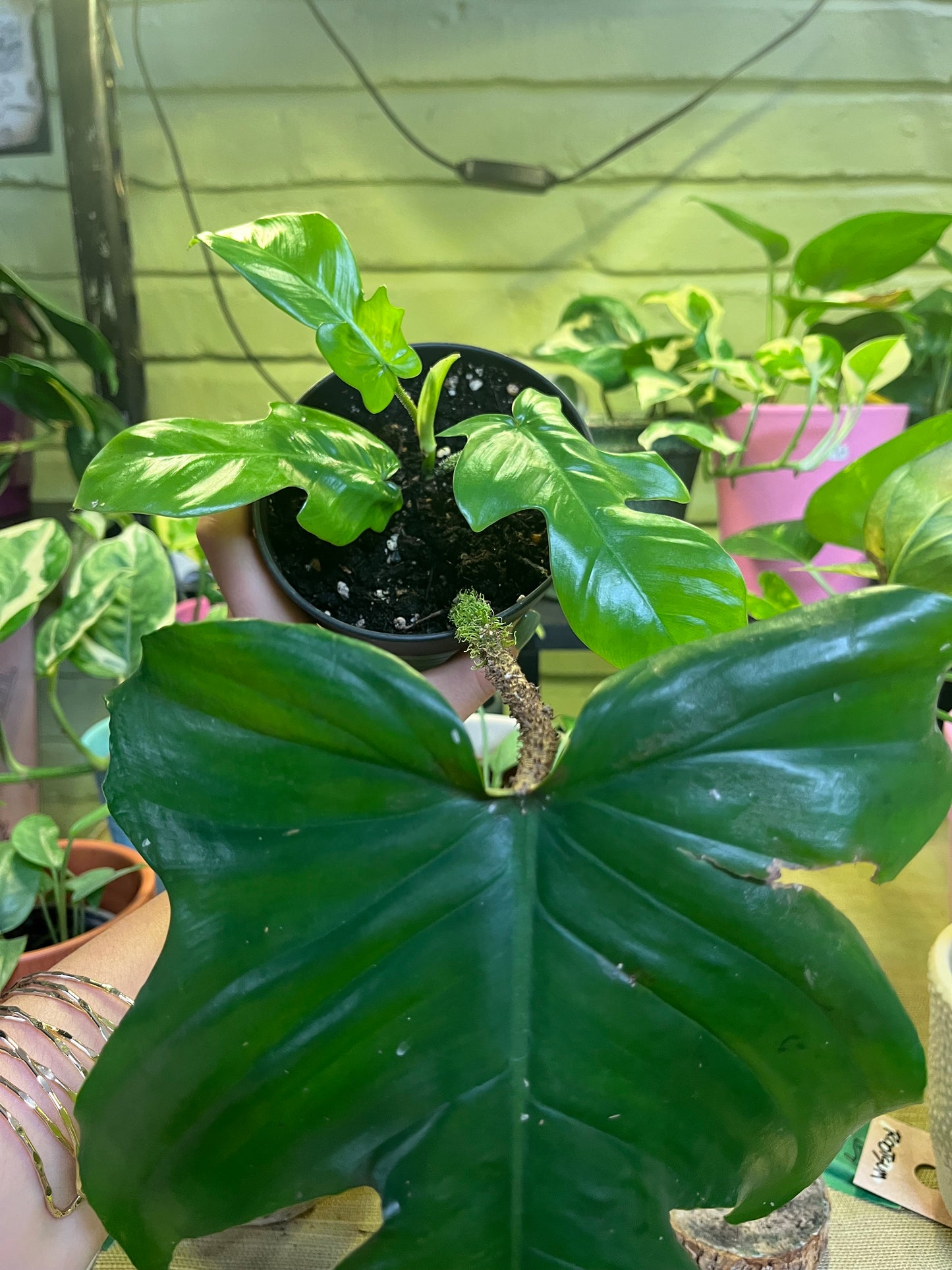 Philodendron Squamiferum