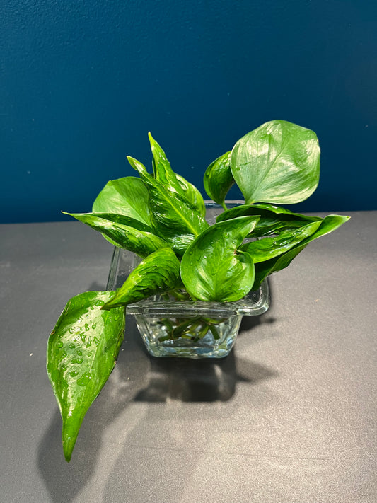 Pothos Godzilla