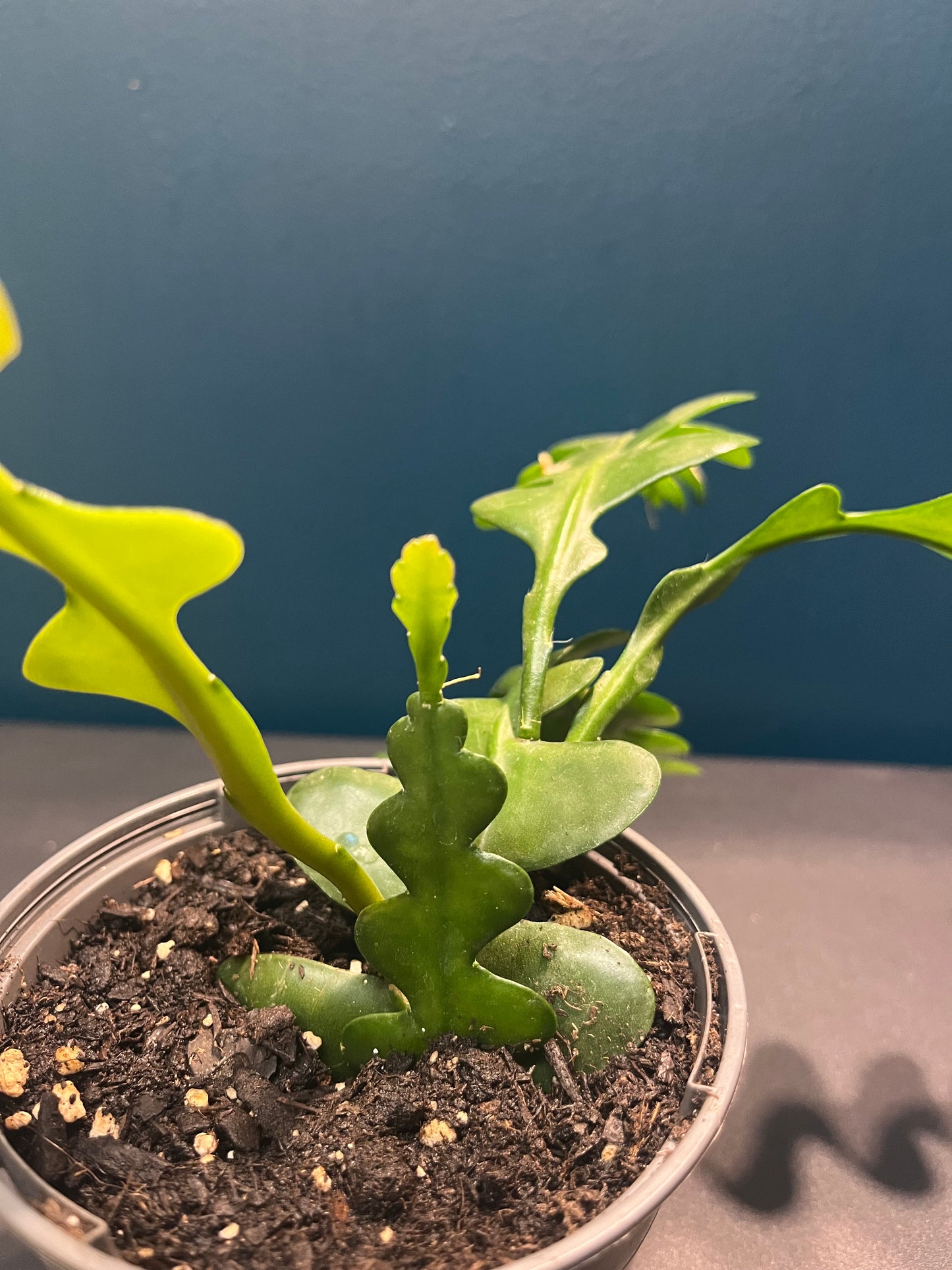 Epiphyllum Anguliger