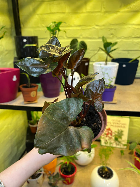 Syngonium Maria Allusion