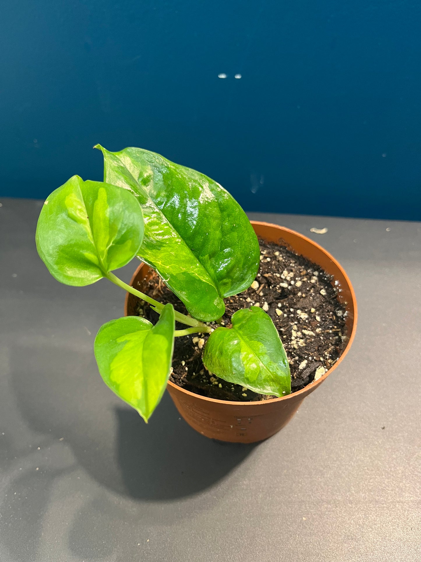 Pothos Global Green