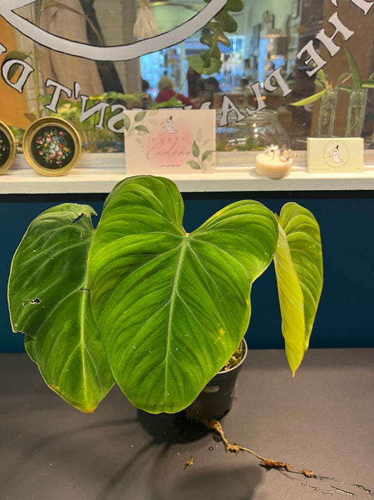 Philodendron Glorisum