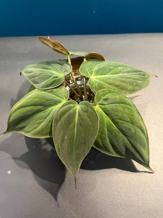 Philodendron micans