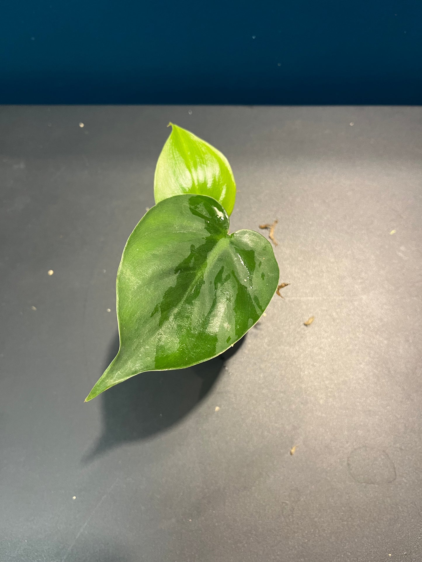 Philodendron Scandens