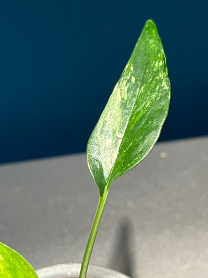 Pothos pinnatum variegata