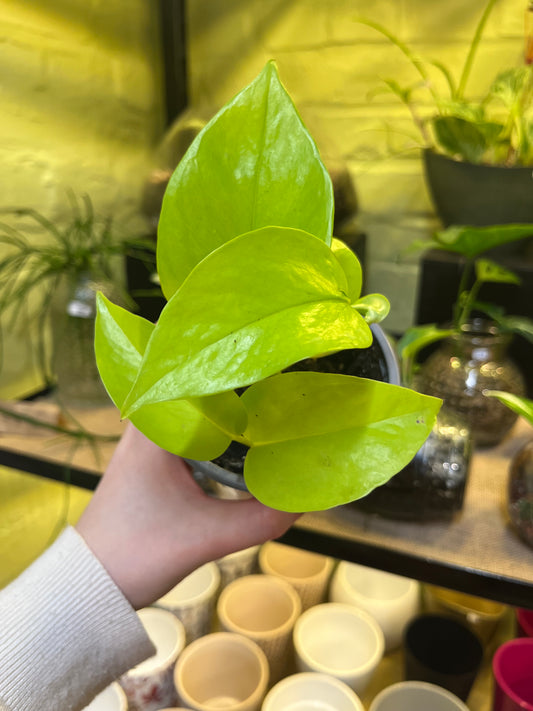 Pothos néon
