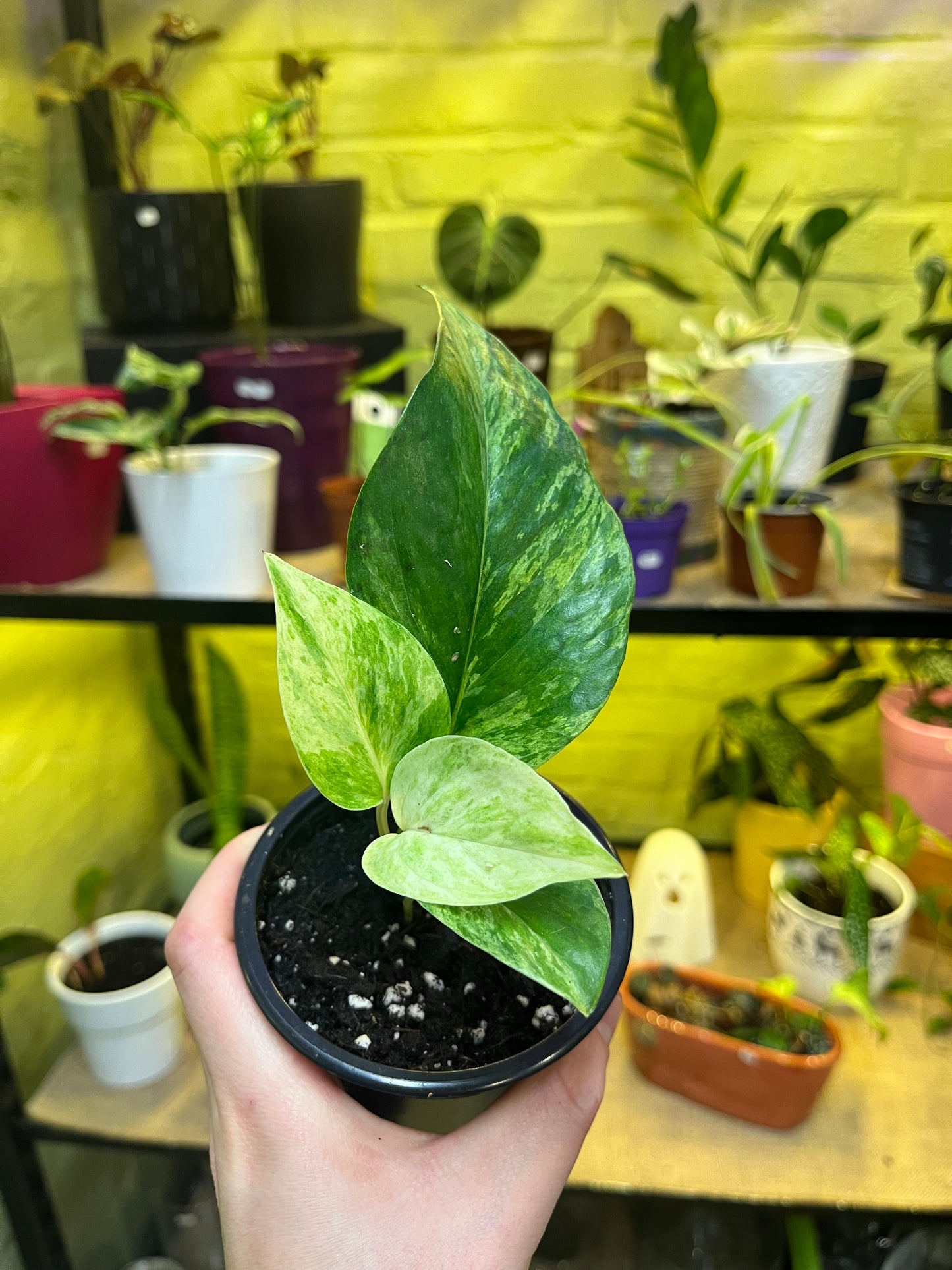 Pothos Marble Queen