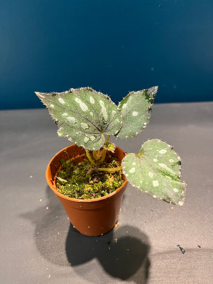 Bégonia Rex