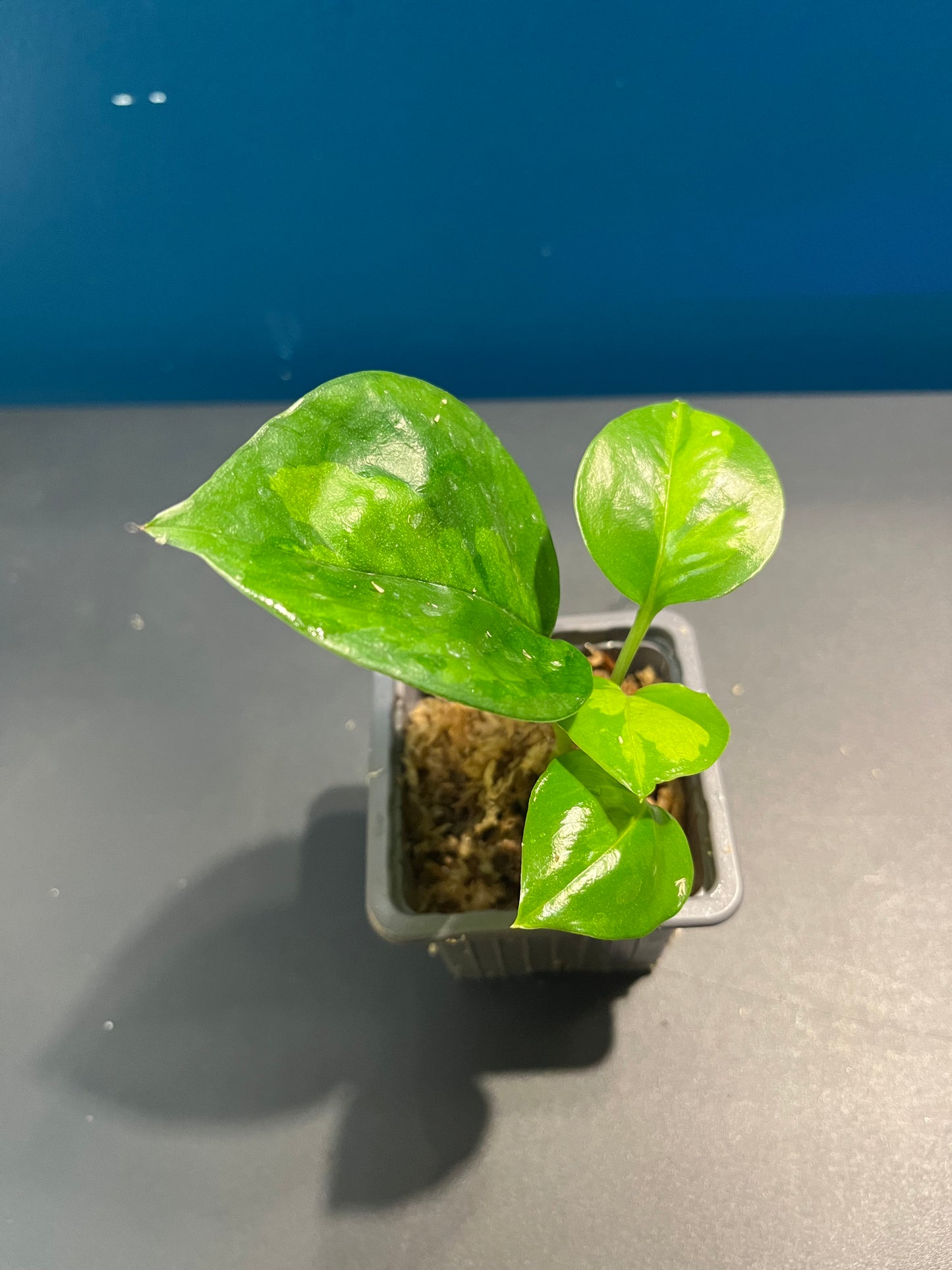 Pothos Global Green