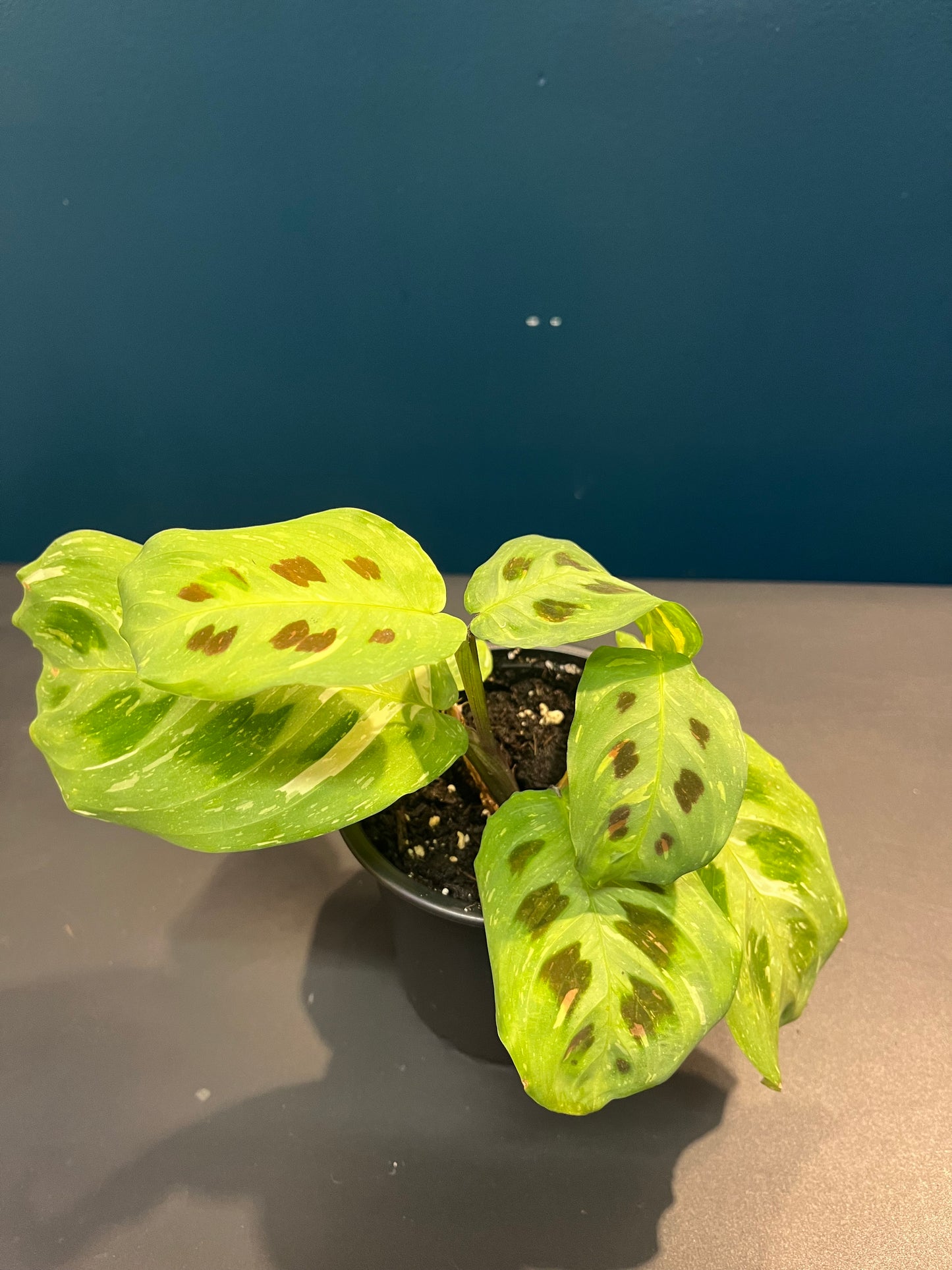 Maranta Leuconeura Variegata
