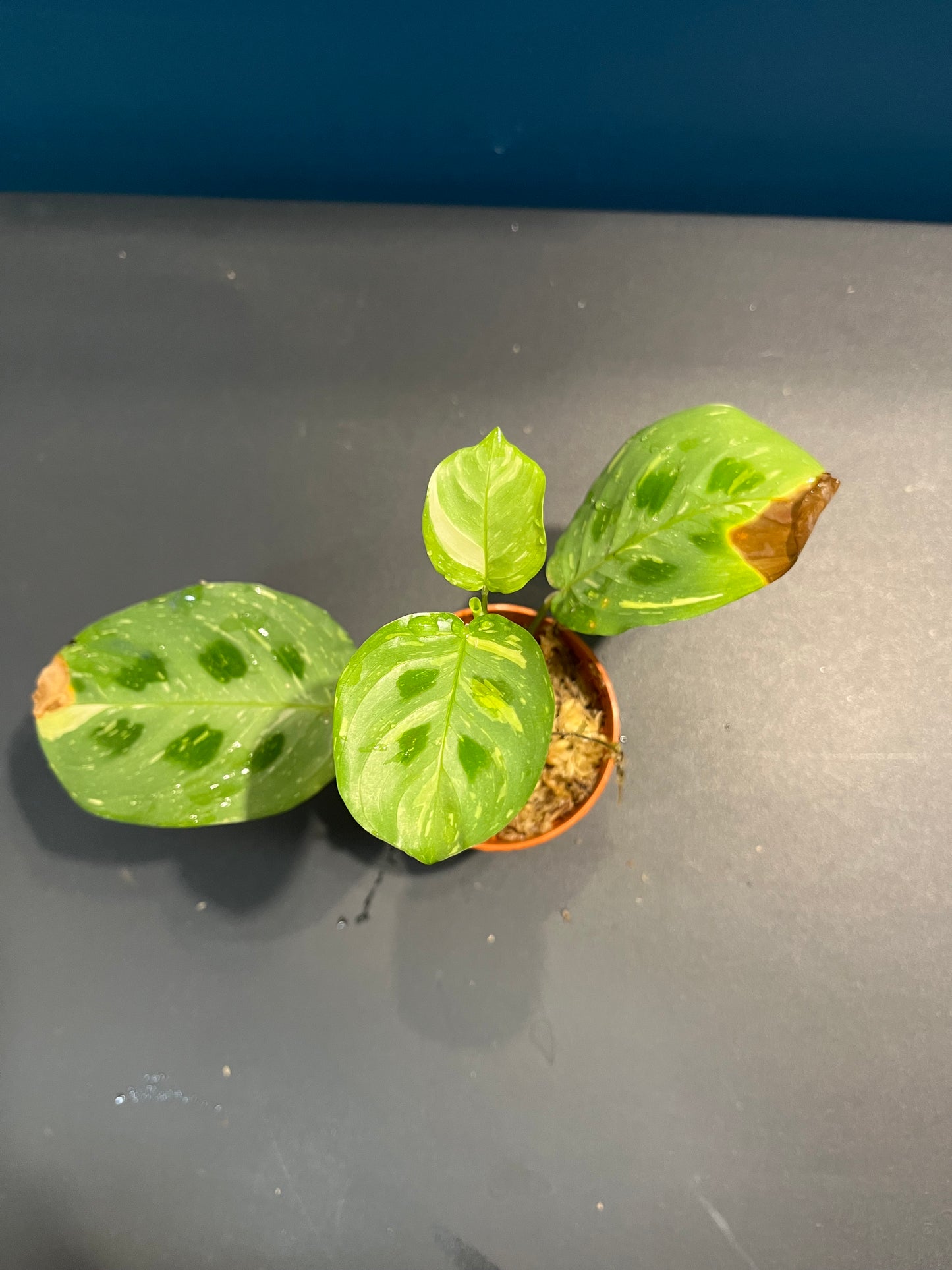 Maranta Leuconeura Variegata