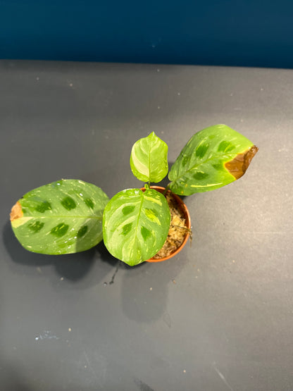 Maranta Leuconeura Variegata