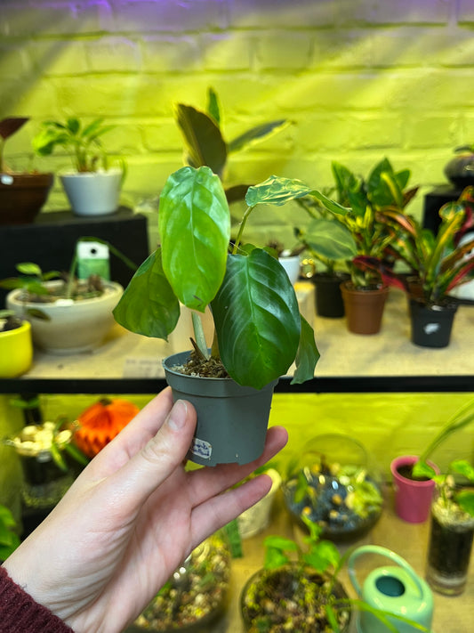 Maranta Silver Band