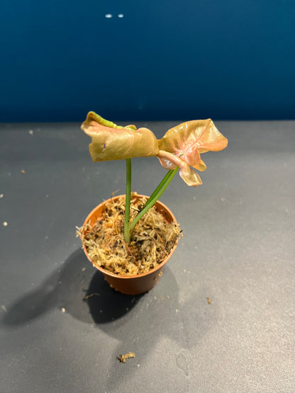Syngonium Pink Delight