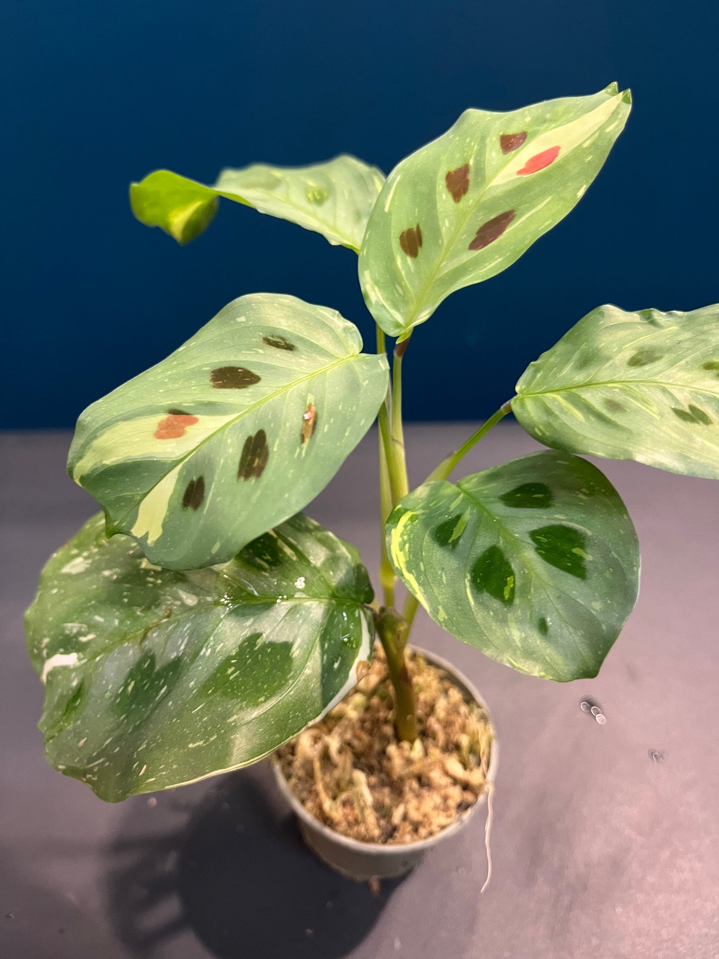 Maranta Leuconeura Variegata