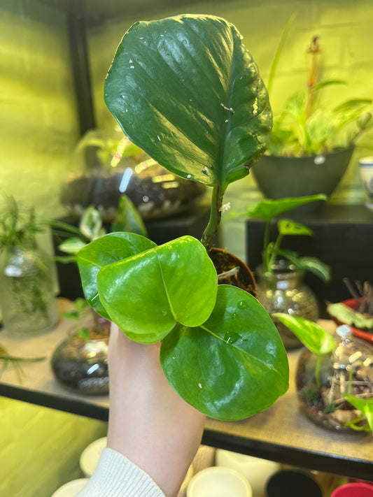 Pothos Global Green