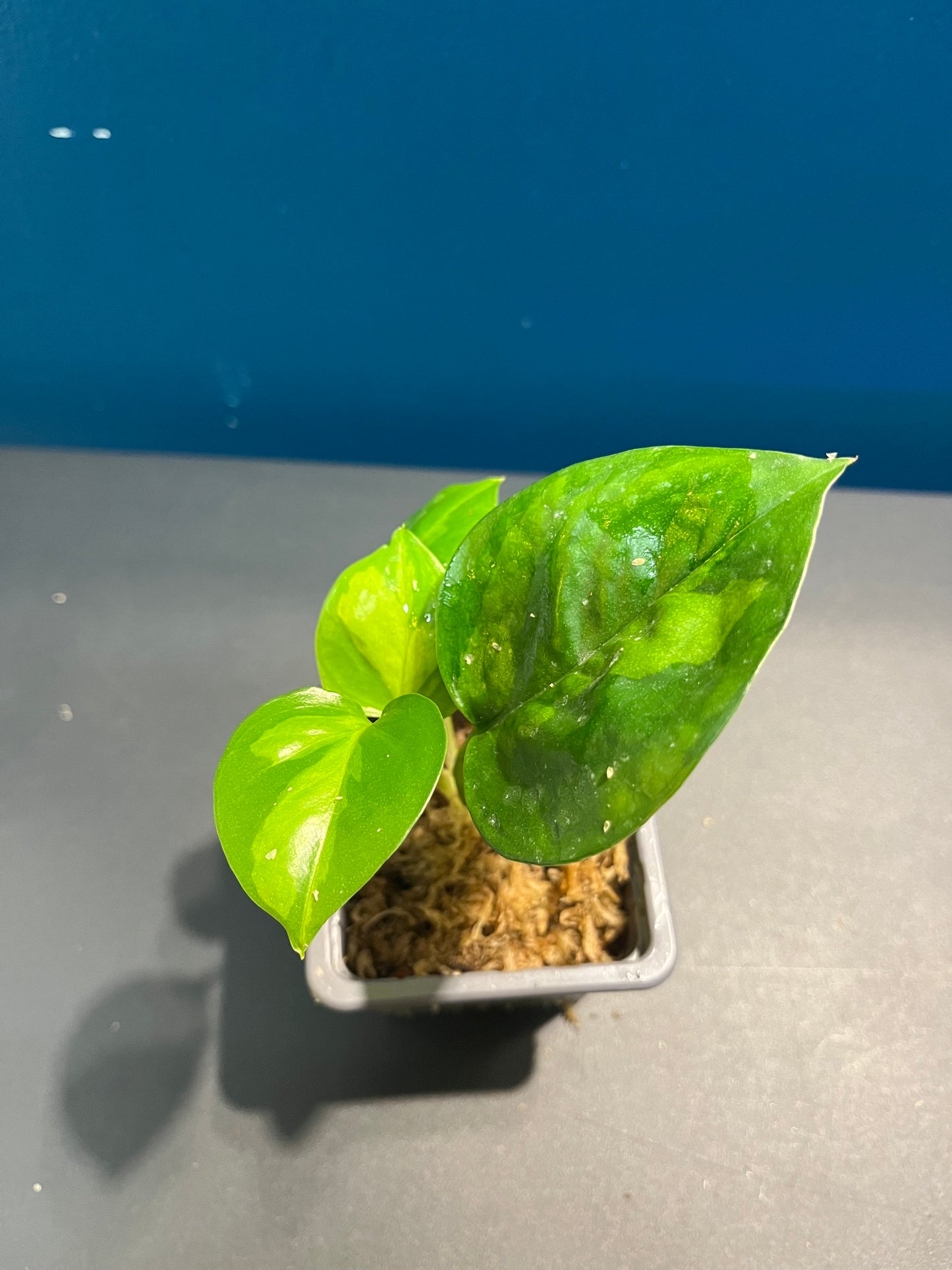 Pothos Global Green