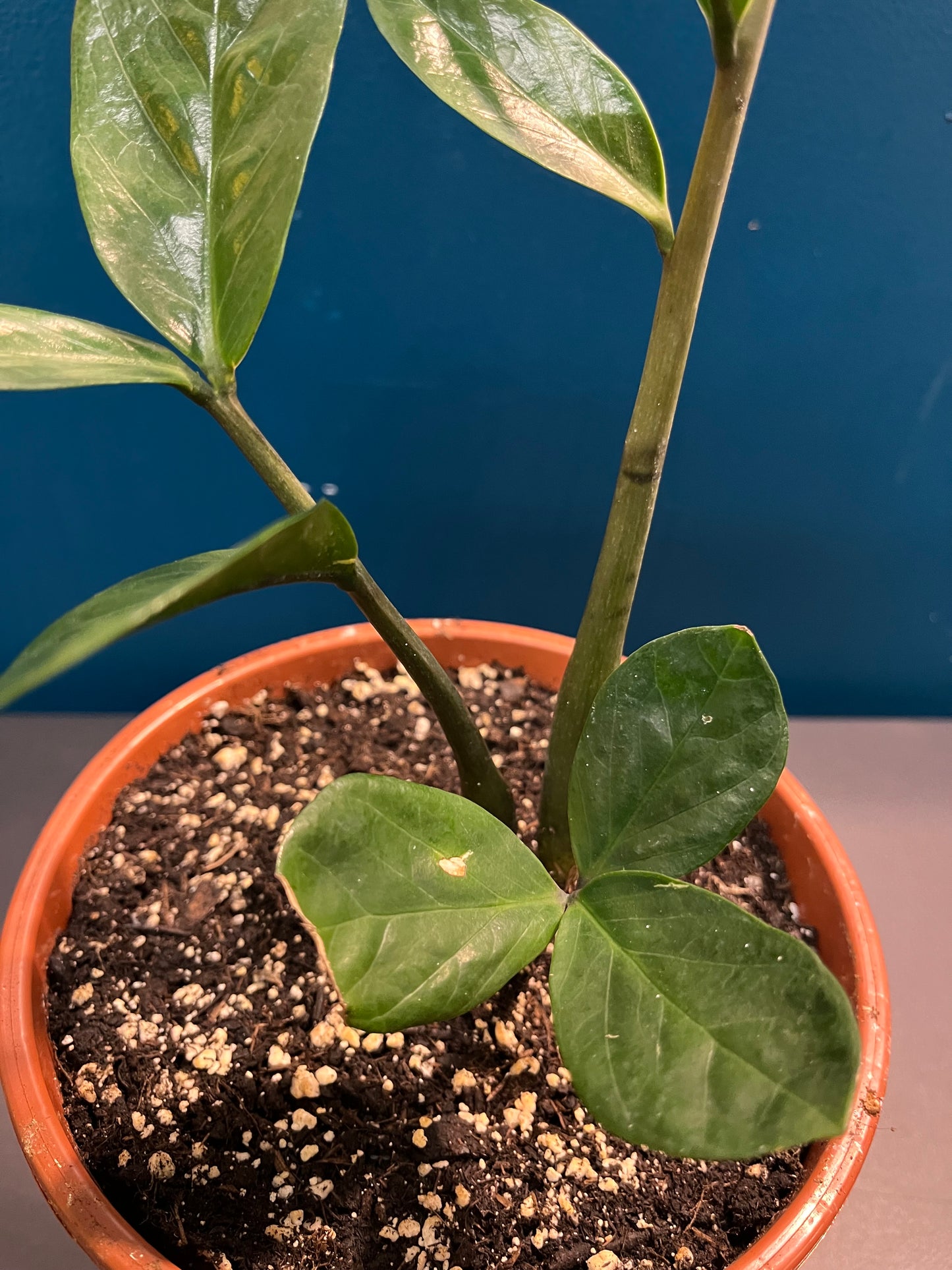 Zamioculcas Zamiifolia