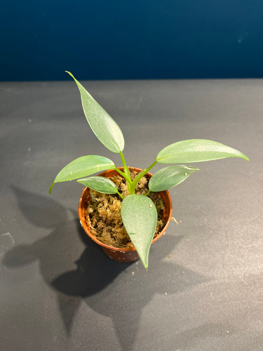 Philodendron Silver dust