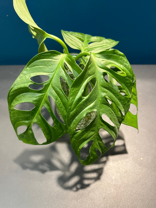 Monstera adansonii