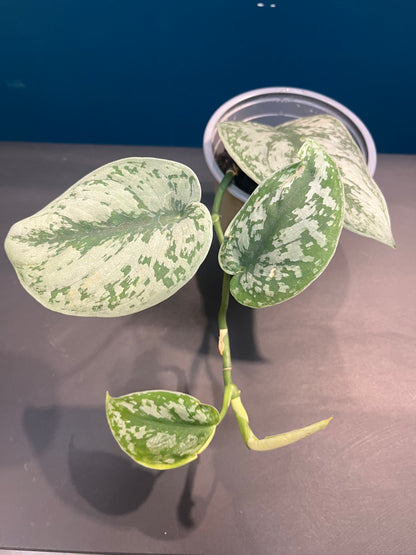Scindapsus Pictus Exotica