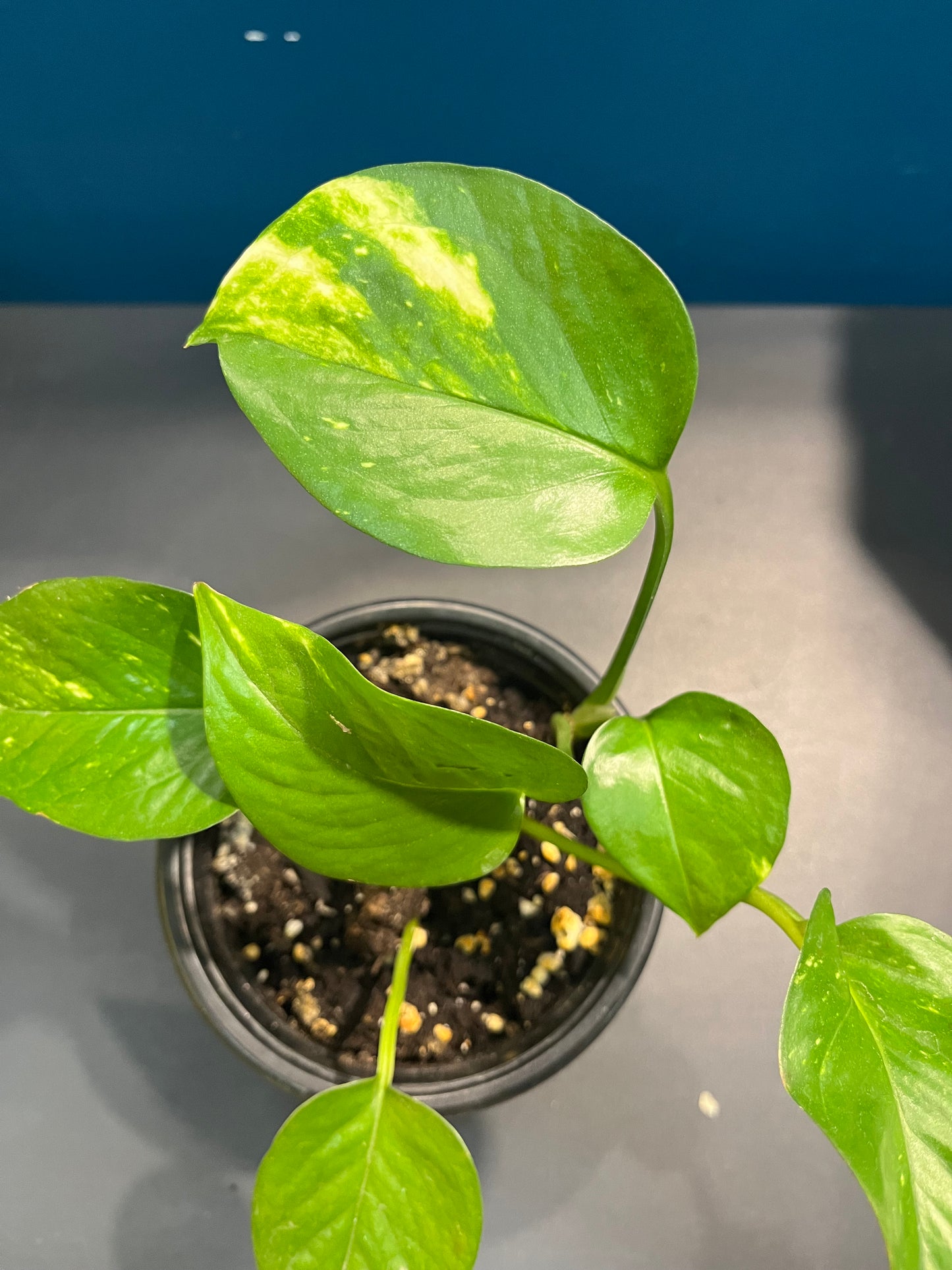 Pothos Aureus