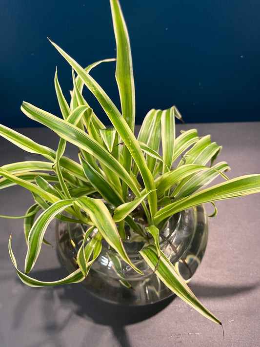 Chlorophytum