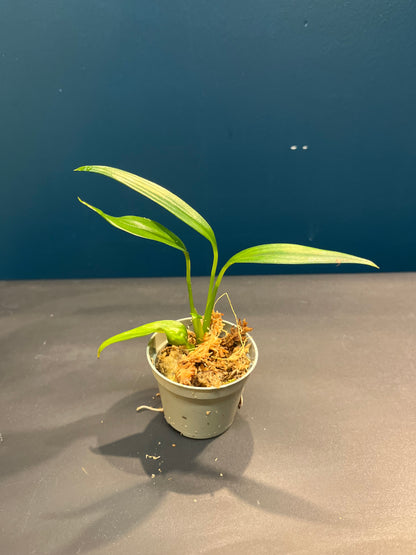 Pothos Silver streak