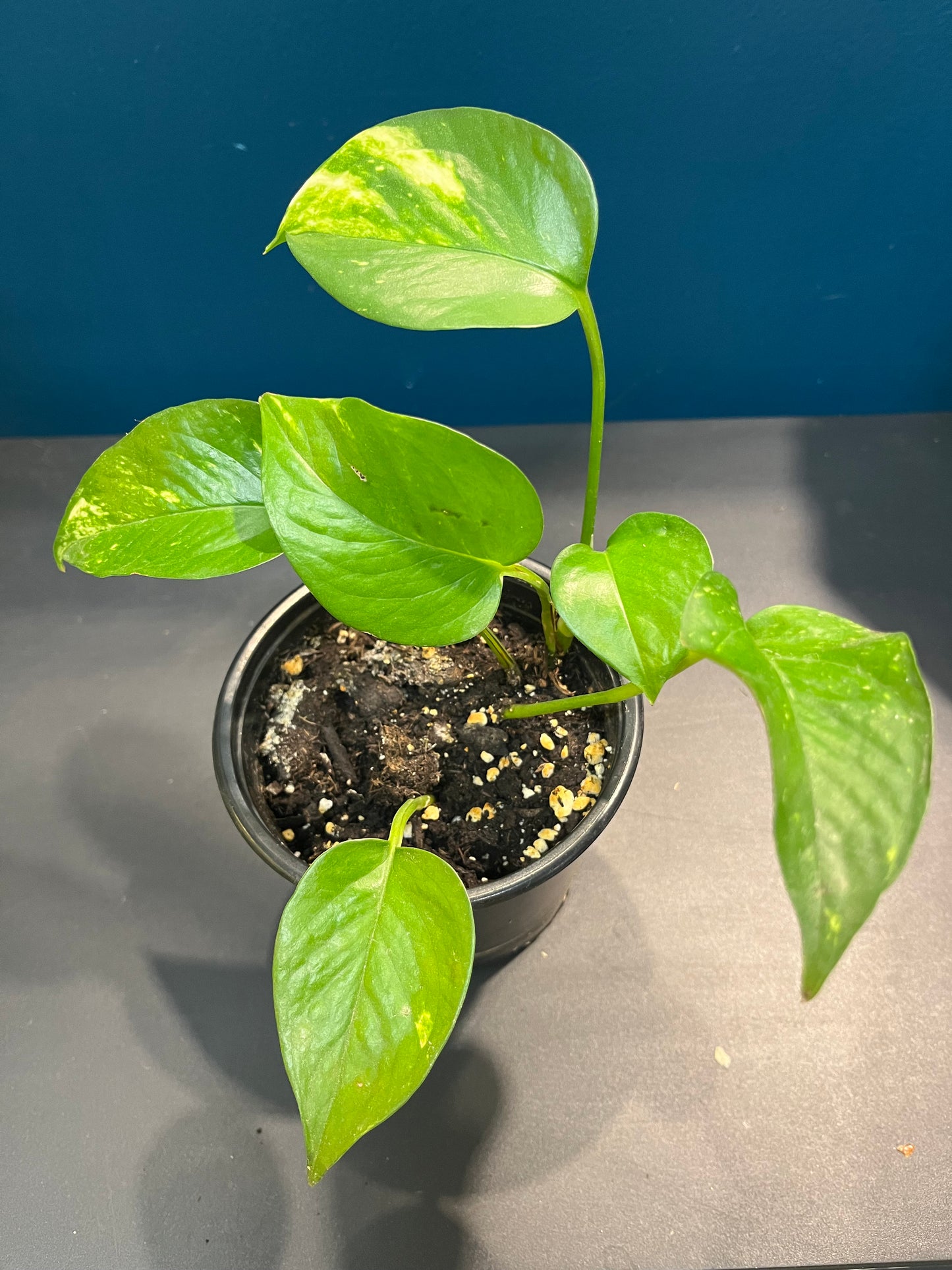 Pothos Aureus