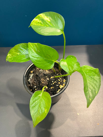 Pothos Aureus