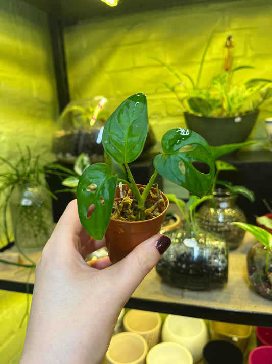 Monstera Adansonii